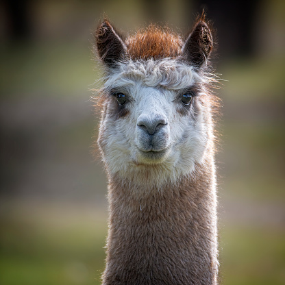 Close-up of Alpaca smiling against white background