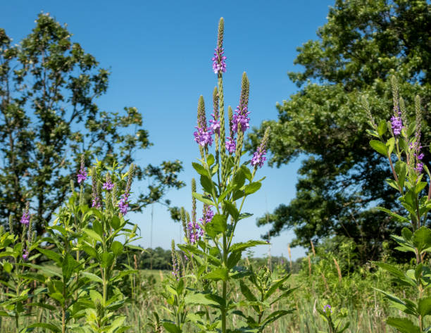 Verbena stricta (Hoary Vervain) Native North American Prairie Wildflower stock photo