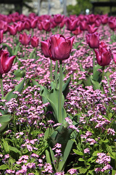 Flower field stock photo