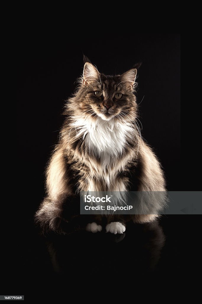 Cheveux longs chat regardant vers la caméra - Photo de Amour libre de droits