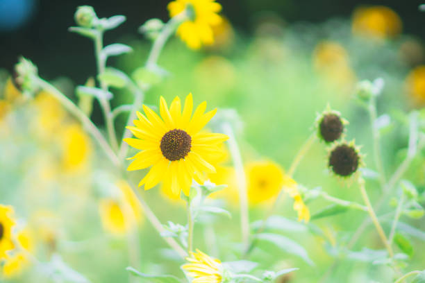Sunflowers and sun blooming in summer