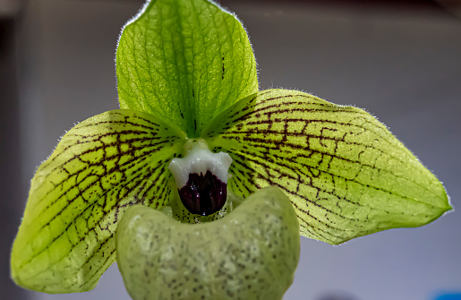Paphiopedilum insigne, known as lady slippers , beautiful terrestrial orchid , an attractive potted plant with long shelf life.