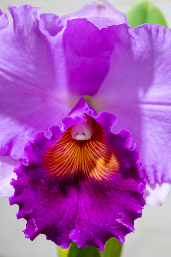 purple orchid close up blooming in spring