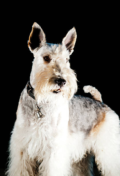 istock Portrait of a dog 168780894