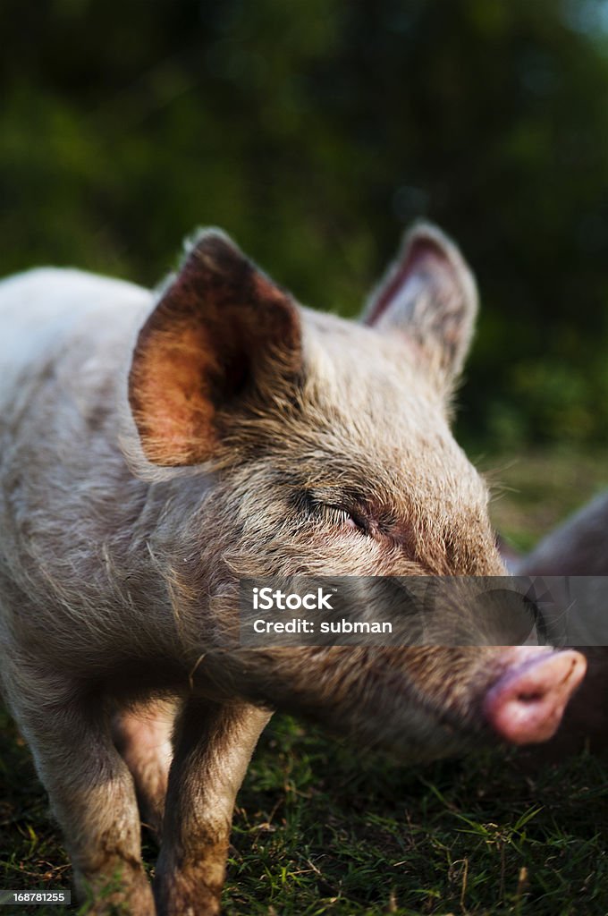 Pink pig Portrait of pink pig. Tilt shift Agriculture Stock Photo