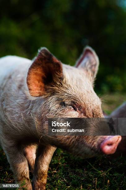 Pink Pig Stock Photo - Download Image Now - Agriculture, Animal, Cute