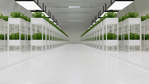 istock Vegetable plant in logistic center,Warehouse for storage and distribution centers. 1687816922