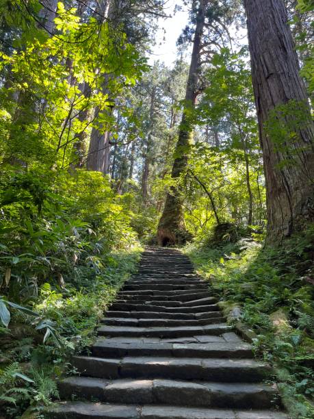 istock The forest view in Mount Haguro 1687819323