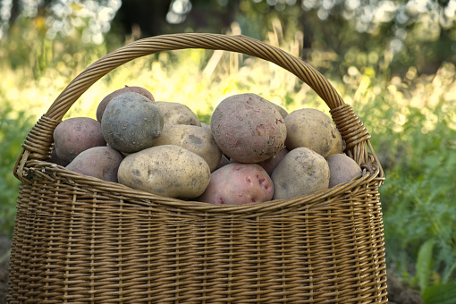 Freshly dug potatoes in a garden trug, England, United Kingdom
