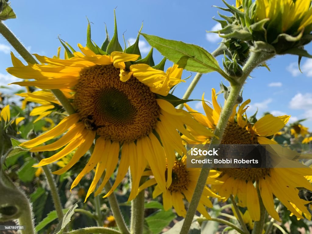 Sunflowers Ready For Harvest Sunflowers with blue sky in the background Agricultural Field Stock Photo
