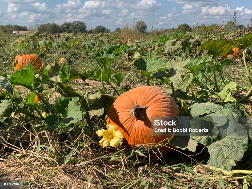 Pumpkin Patch Yellow bloom nestled with big, round, orange pumpkin in the pumpkin patch Agricultural Field Stock Photo
