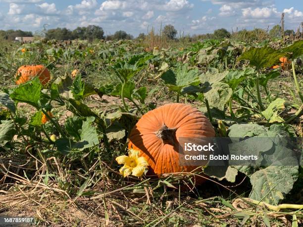 Pumpkin Patch Stock Photo - Download Image Now - Agricultural Field, Agriculture, Autumn