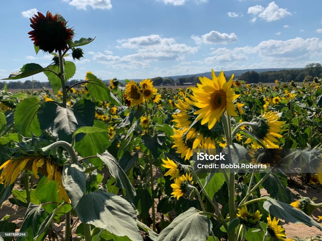 Sunflower Field Yellow sunflowers scattered across a field with blue sky as the background. Agricultural Field Stock Photo