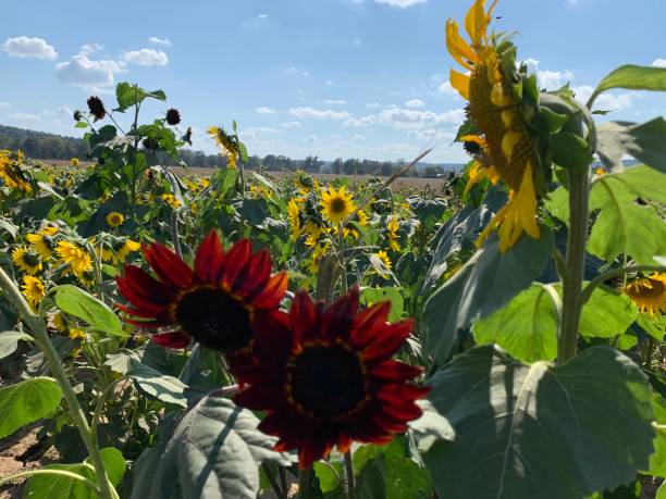 Sunflower Field stock photo