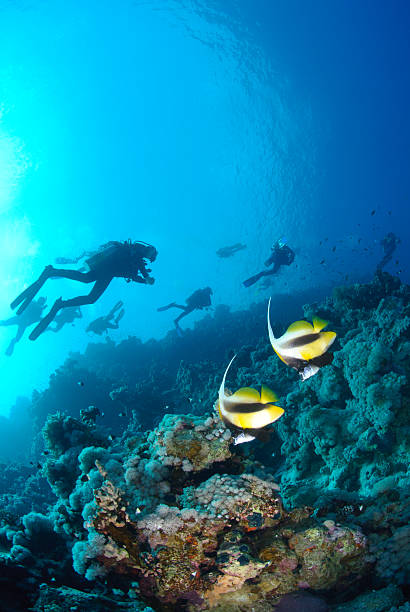 istock Red Sea bannerfish andh scuba divers. 168785997