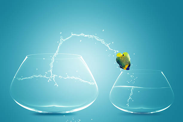 Angelfish jumping to small bowl