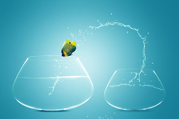 istock Angelfish jumping to Big bowl 168786166
