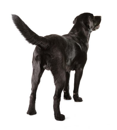 Labrador negro photo