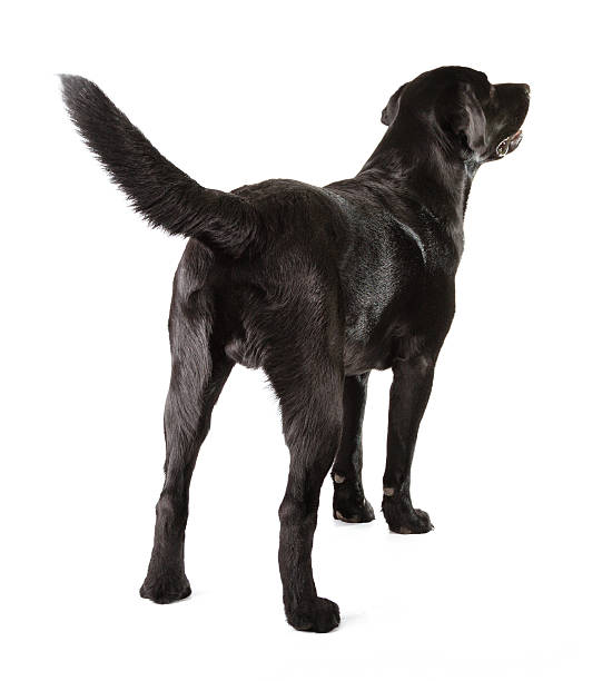 The backside of a black Labrador Retriever Black Labrador Retriever 16 months old isolated on white background black labrador stock pictures, royalty-free photos & images