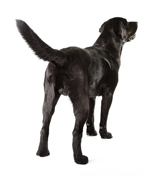 Photo of The backside of a black Labrador Retriever