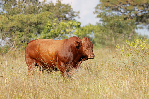 A free-range bull in native grassland on a rural farm, South Africa