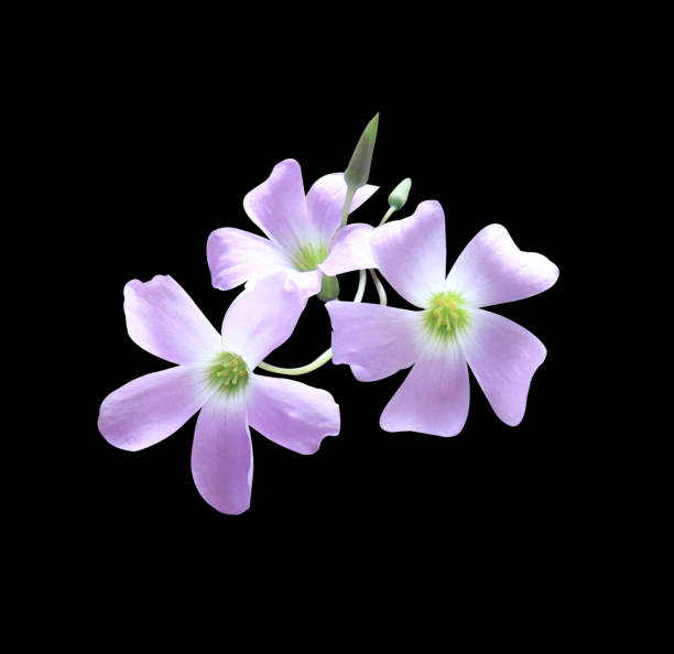 istock pink-purple flower bouquet. 1687872725