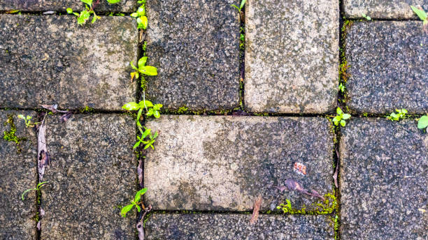 istock paving block with autumn leaves as background 1687875521