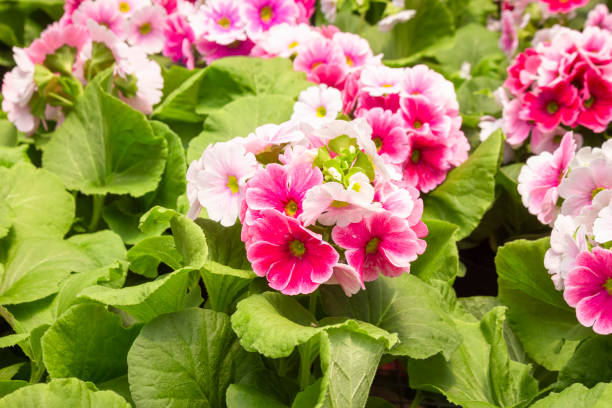 istock Beautiful of spring primroses flowers (primula polyanthus or Perennial primrose) 1687877779