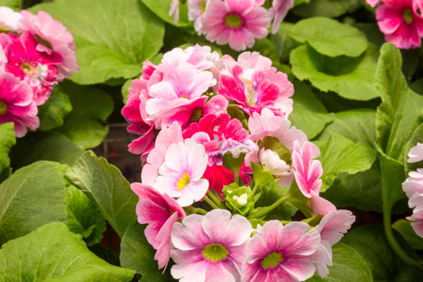 istock Beautiful of spring primroses flowers (primula polyanthus or Perennial primrose) 1687878801