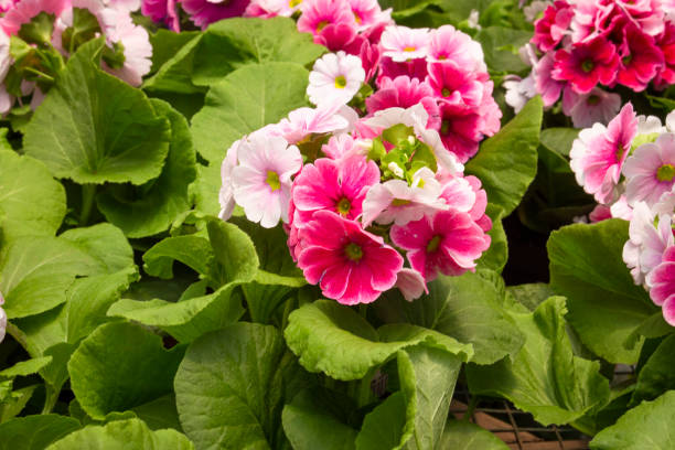 istock Beautiful of spring primroses flowers (primula polyanthus or Perennial primrose) 1687880362
