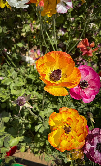 Ranunculus in a variety of colors