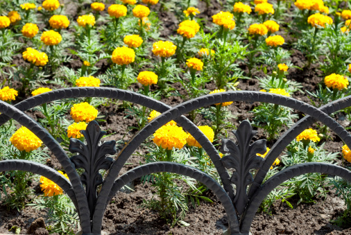 decorative fence and yellow flower bed