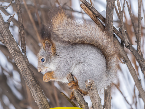 A palm squirrel rests on a pruned branch of a large tree