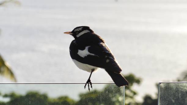 istock A magpie lark on a Cairns hotel balcony 1687899505