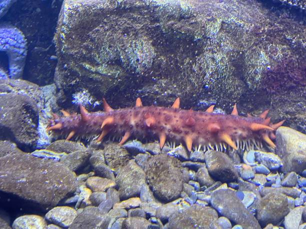 istock Deep sea red spine sea cucumber 1687900702