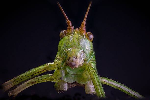 istock Macro of a green grasshopper on a black background 1687900738