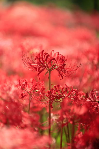 Cluster_amaryllis（Higanbana） Higanbana, which is said to bloom on the far shore of the equinoxes in Japan red spider lily stock pictures, royalty-free photos & images