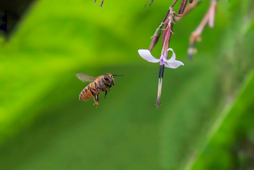 Honeybee flying to the flower. mutualism between honeybee and flower. A bee collecting pollen from the flower. bee hovering on flower. bee in flight