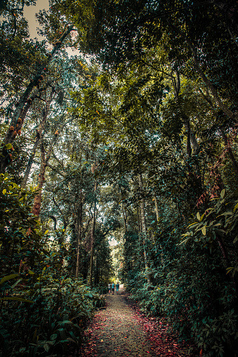 Parque Henrique Lage is a public park in the city of Rio de Janeiro, located in the Jardim Botânico neighborhood at the foot of the Corcovado.