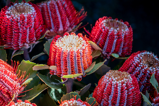 Banksia flowers in spring in Canberra, ACT.