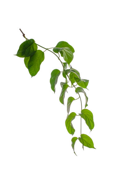 istock Branches and green leaves soaked with water, isolated on white background. 1687901896
