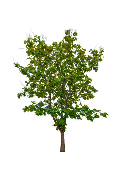 istock Tropical Almond or Terminalia catappa isolated on white background 1687901900