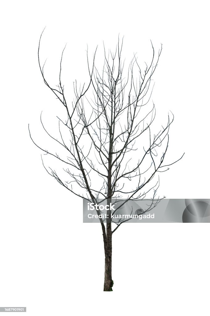 Simple Dry Trees Dry Tree Without Leaves Isolated On White Background Stock Photo ...