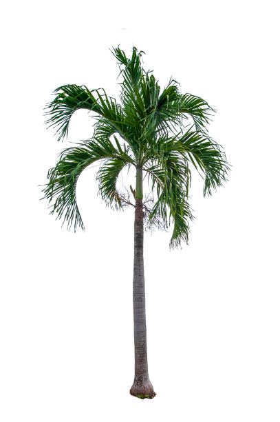 istock single betel palm tree isolated on white background 1687901934