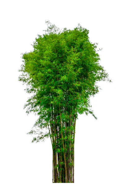 istock lush natural bamboo isolated on white background 1687901961