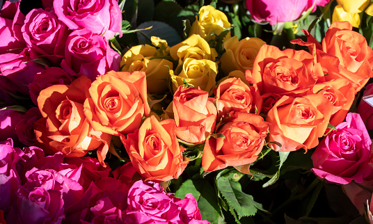 Multi coloured roses in a bunch