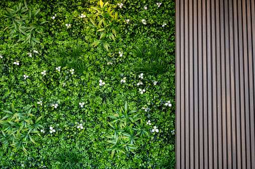 Vertical garden on a buildings front in Canberra, ACT.