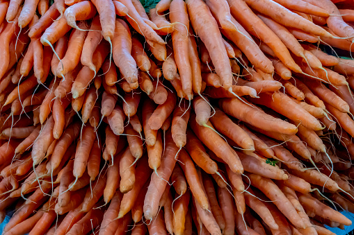 Many raw carrots piled up after picking and washing.