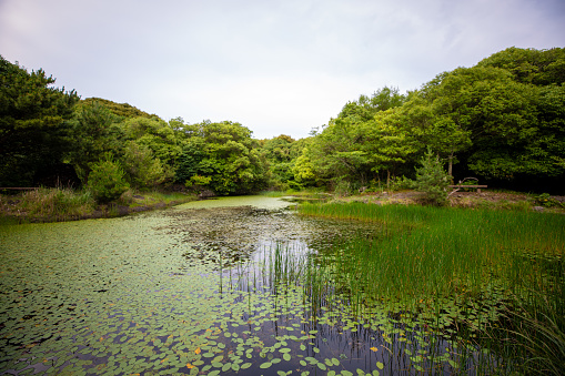 This is a beautiful view of Meonmulkkak Lake in Dongbaekdong Mountain, a Ramsar wetland site on Jeju Island, South Korea.
