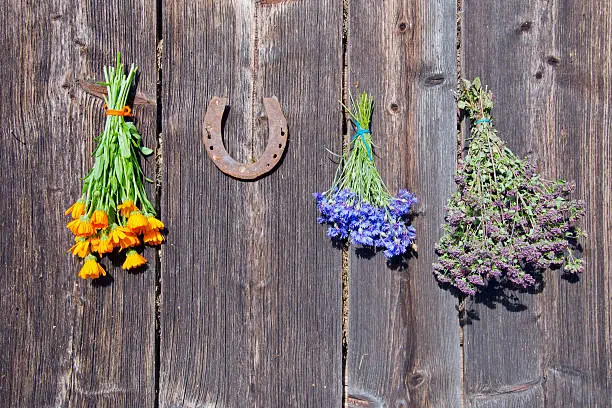 Photo of medical herbs bunch on wall and rusty horseshoe